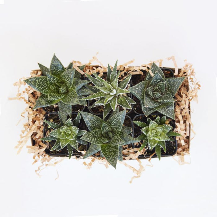 Assorted Small Indoor Succulents - Succulent Gardens