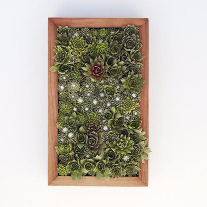 Planted 6x12 Living Picture