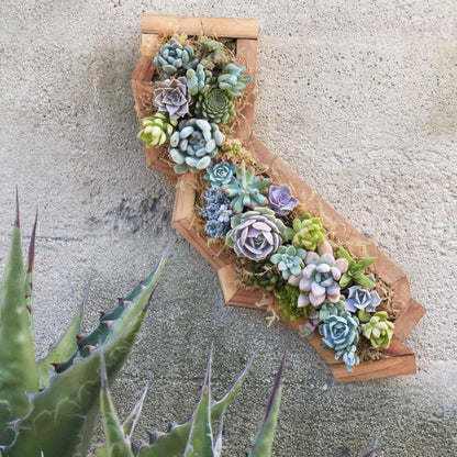 California Succulent Planter | Succulent Gardens