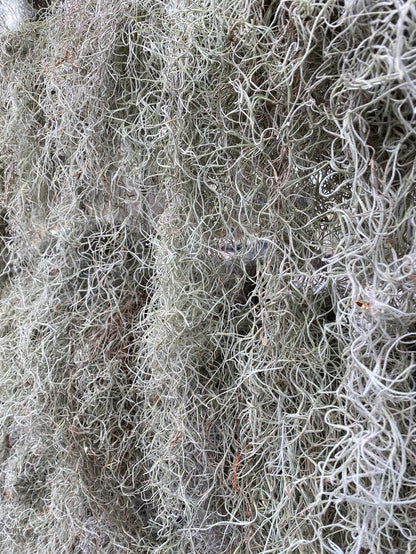 Spanish Moss Clump
