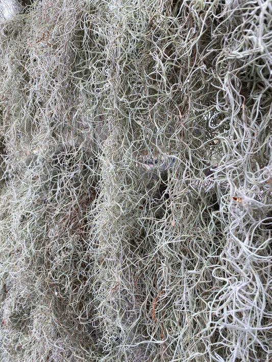 Spanish Moss Clump