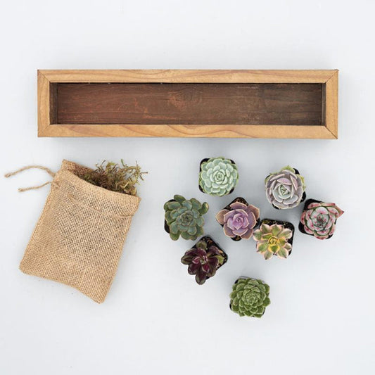 Succulent kits | Succulent Gardens